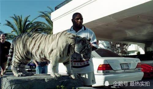 王老虎被爆料视频播放在线观看,揭秘背后惊人真相